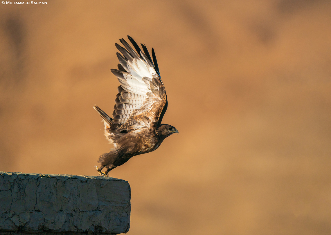 An Upland buzzard takes off || Hanle, Ladakh || Aug 2023<br />
 Buteo hemilasius,Upland buzzard
