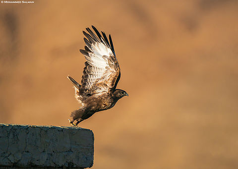 An Upland buzzard takes off || Hanle, Ladakh || Aug 2023
 Buteo hemilasius,Upland buzzard