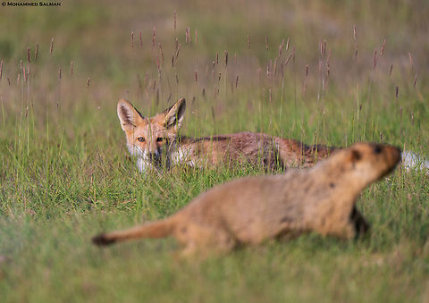 A Red Fox spooks a Marmot || Hanle, Ladakh || Aug 2023 Red Fox,Vulpes vulpes