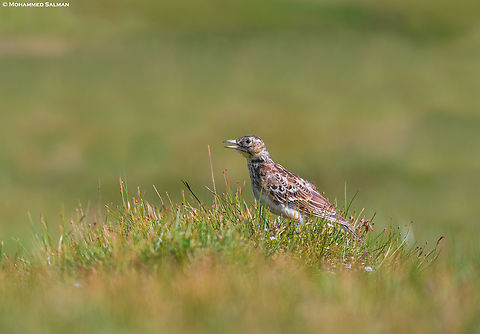 Tibetan lark || Hanle, Ladakh || Aug 2023 Melanocorypha maxima,Tibetan lark