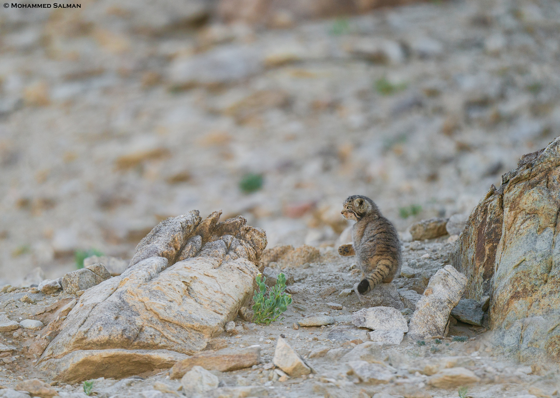 "Look at my paw" Pallas cat || Hanle, Ladakh || Aug 2023<br />
 Otocolobus manul,Pallass cat