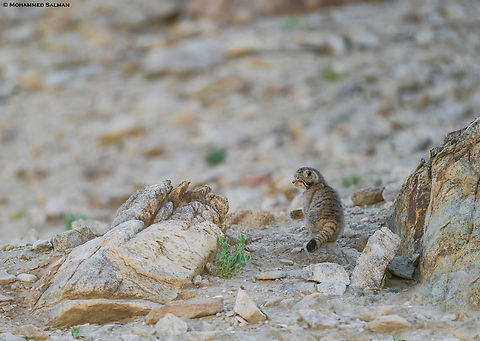 "Look at my paw" Pallas cat || Hanle, Ladakh || Aug 2023
 Otocolobus manul,Pallass cat