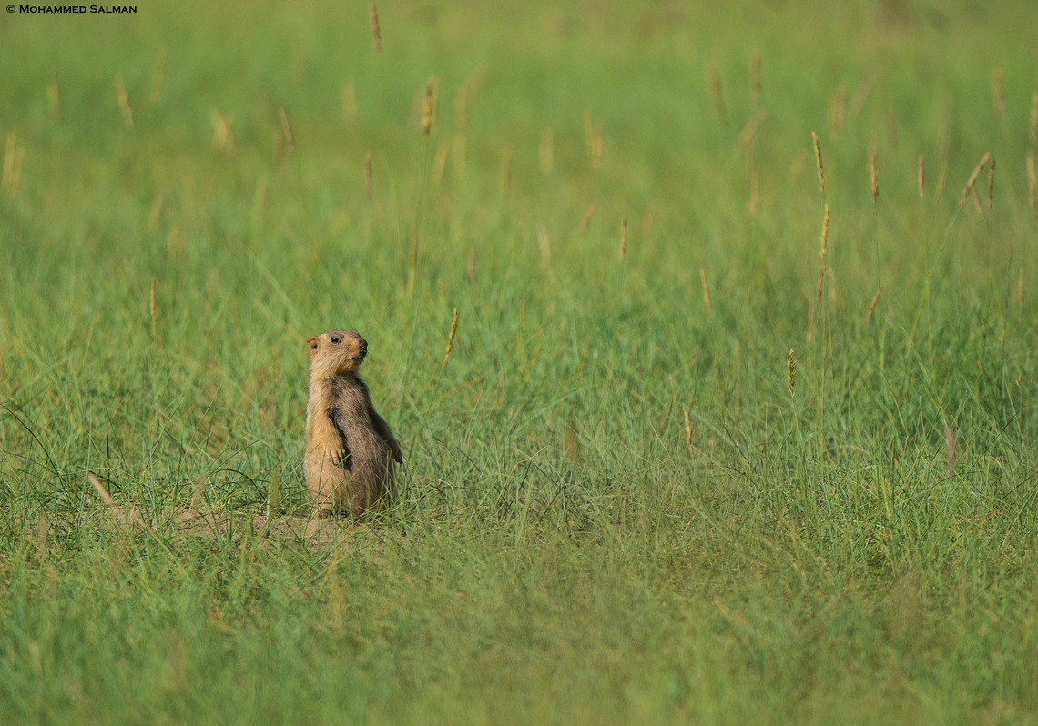 A Himalayan Marmot on the lookout || Hanle, Ladakh || Aug 2023 Marmota himalayana,himalayan marmot
