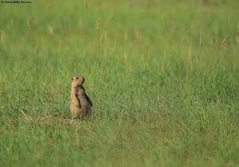A Himalayan Marmot on the lookout || Hanle, Ladakh || Aug 2023 Marmota himalayana,himalayan marmot