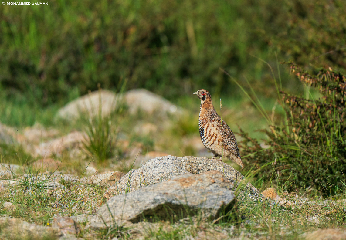 Tibetan partridge || Pangong, Ladakh || Aug 2023 Perdix hodgsoniae,Tibetan partridge