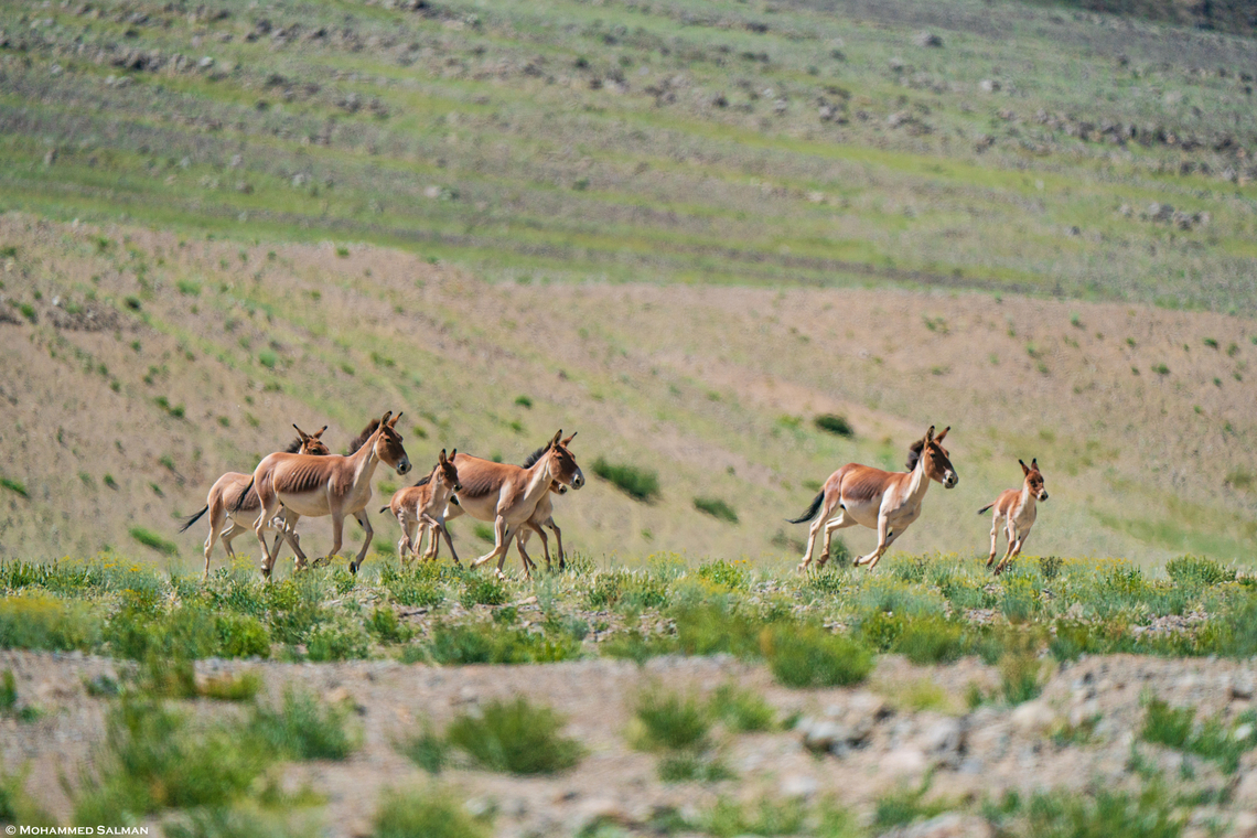 Galloping Kiangs || Ladakh || Aug 2023 Equus kiang,Kiang