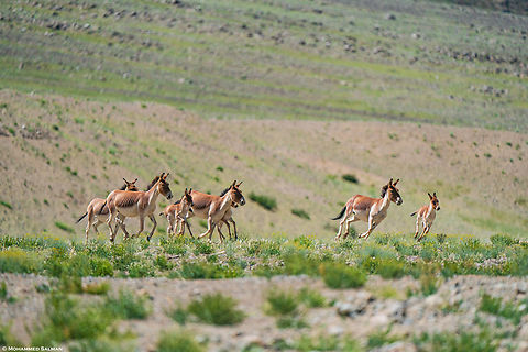 Galloping Kiangs || Ladakh || Aug 2023 Equus kiang,Kiang