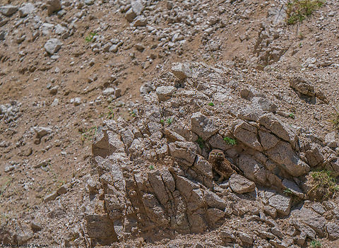 Little Owl habitat || Ladakh || Aug 2023
 Athene noctua,Little  Owl