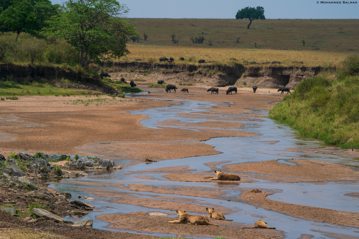 Habitat of the prey and predator || North Serengeti || Aug 2022<br />
The lions, looking at the Cape buffalos, maybe imagining their next meal<br />
 Lion,Panthera leo