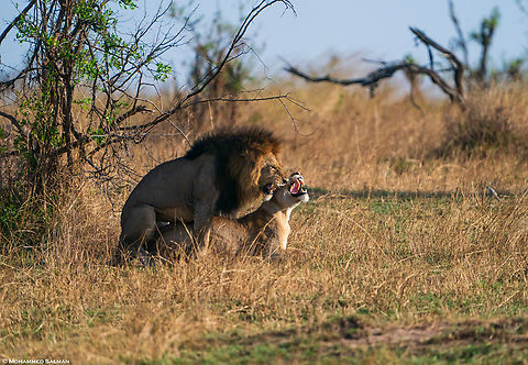 Mating Lions || North Serengeti || Aug 2022 Lion,Panthera leo