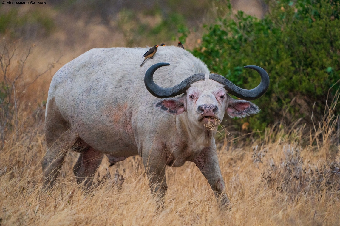 Albino Cape Buffalo || Tarangire || Aug 2022<br />
We were on a game drive in Tarangire national park, when we spotted a heard of Cape buffalos, there was something white in colour amidst the grazing heard, we soon realised that it was an Albino Cape Buffalo, a rarity. Albinism is very rare in animals and occurs in one out of 20, 000 to 1 million animals. Its lighter colour make it a more noticeable target for predators. We observed this natures marvel for a while and left after sometime hoping that this creature survives the harsh wild. African buffalo,Syncerus caffer