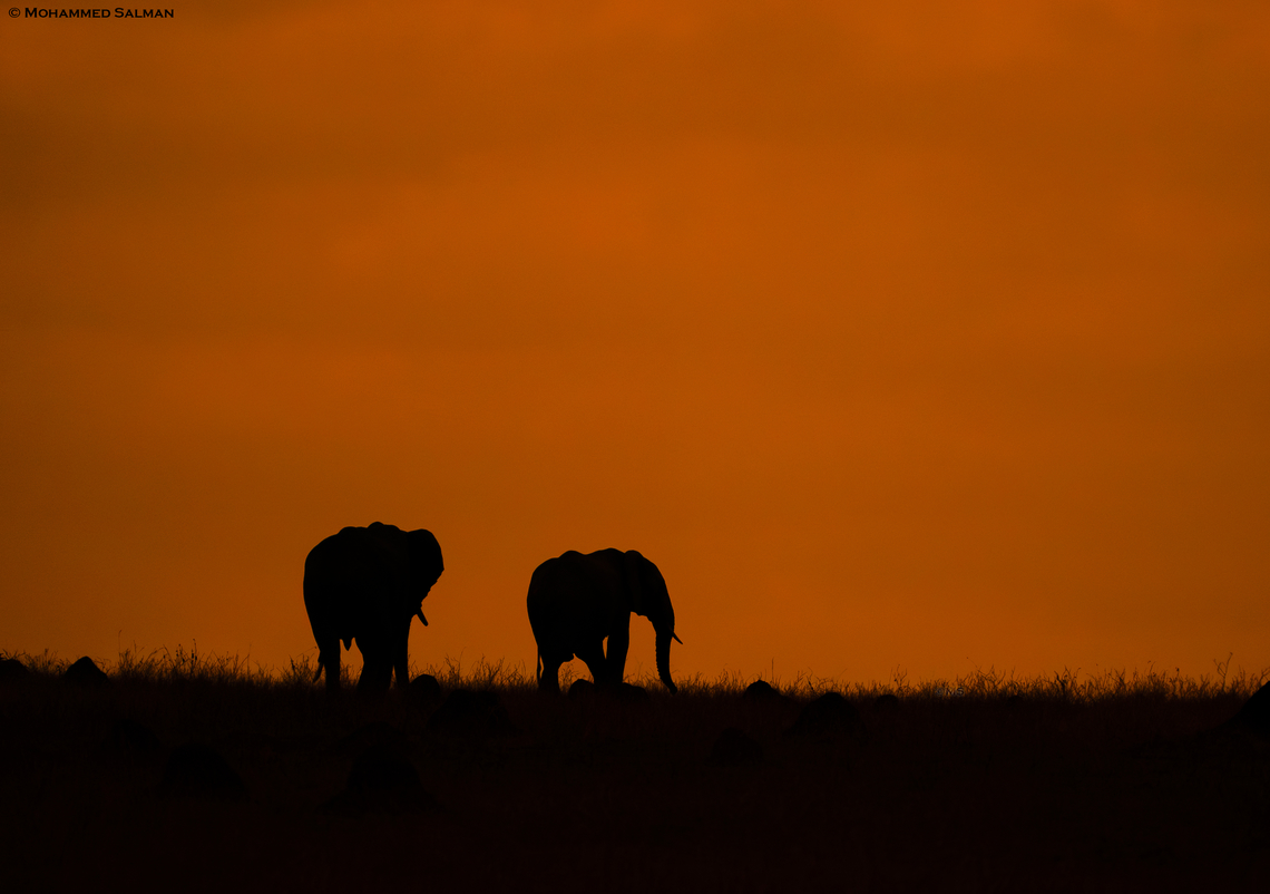 Elephant silhouette || North Serengeti || Aug 2022<br />
 African bush elephant,Loxodonta africana