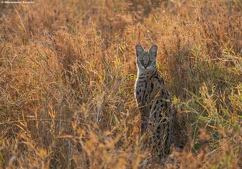 The Serval || Central Serengeti || Aug 2022 Leptailurus serval,Serval