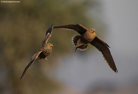 Chestnut-bellied Sandgrouse in flight || Central Serengeti || Aug 2022 Chestnut-bellied sandgrouse,Pterocles exustus