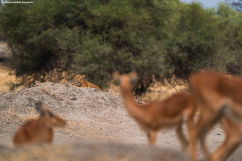 A lioness looks on at the grazing impalas || Tarangire || Aug 2022 Lion,Panthera leo