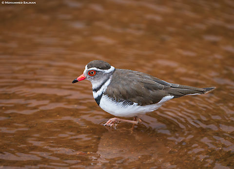 Three-banded plover || Lake Manyara National Park || Aug 2022 Charadrius tricollaris,three banded plover