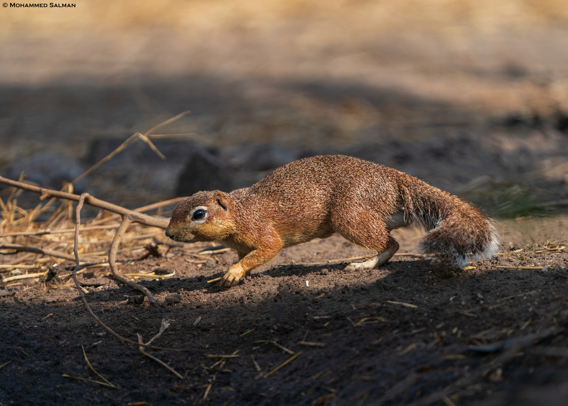 Unstriped ground squirrel || Tarangire || Aug 2022 Unstriped Ground Squirrel,Xerus rutilus