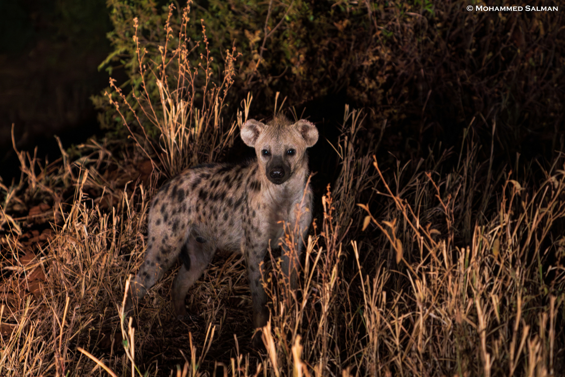 Spotted hyena || Tarangire || Aug 2022 Crocuta crocuta,Spotted Hyena