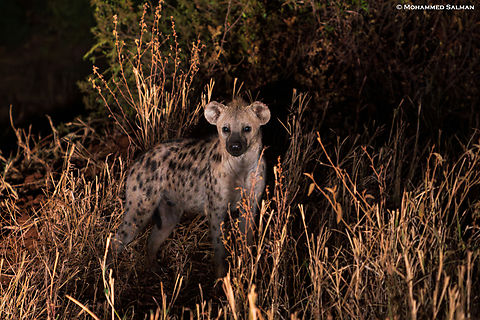 Spotted hyena || Tarangire || Aug 2022 Crocuta crocuta,Spotted Hyena
