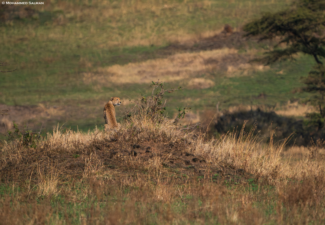 Cheetah habitat || North Serengeti || Aug 2022 Acinonyx jubatus,Cheetah