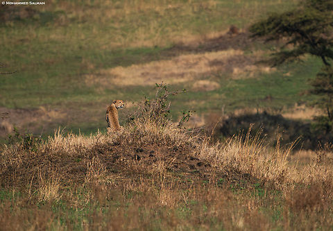 Cheetah habitat || North Serengeti || Aug 2022 Acinonyx jubatus,Cheetah
