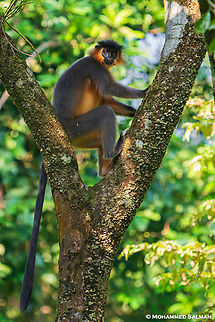 Capped langur || Royal Manas National Park, Bhutan || Oct 2023 Capped langur,Trachypithecus pileatus