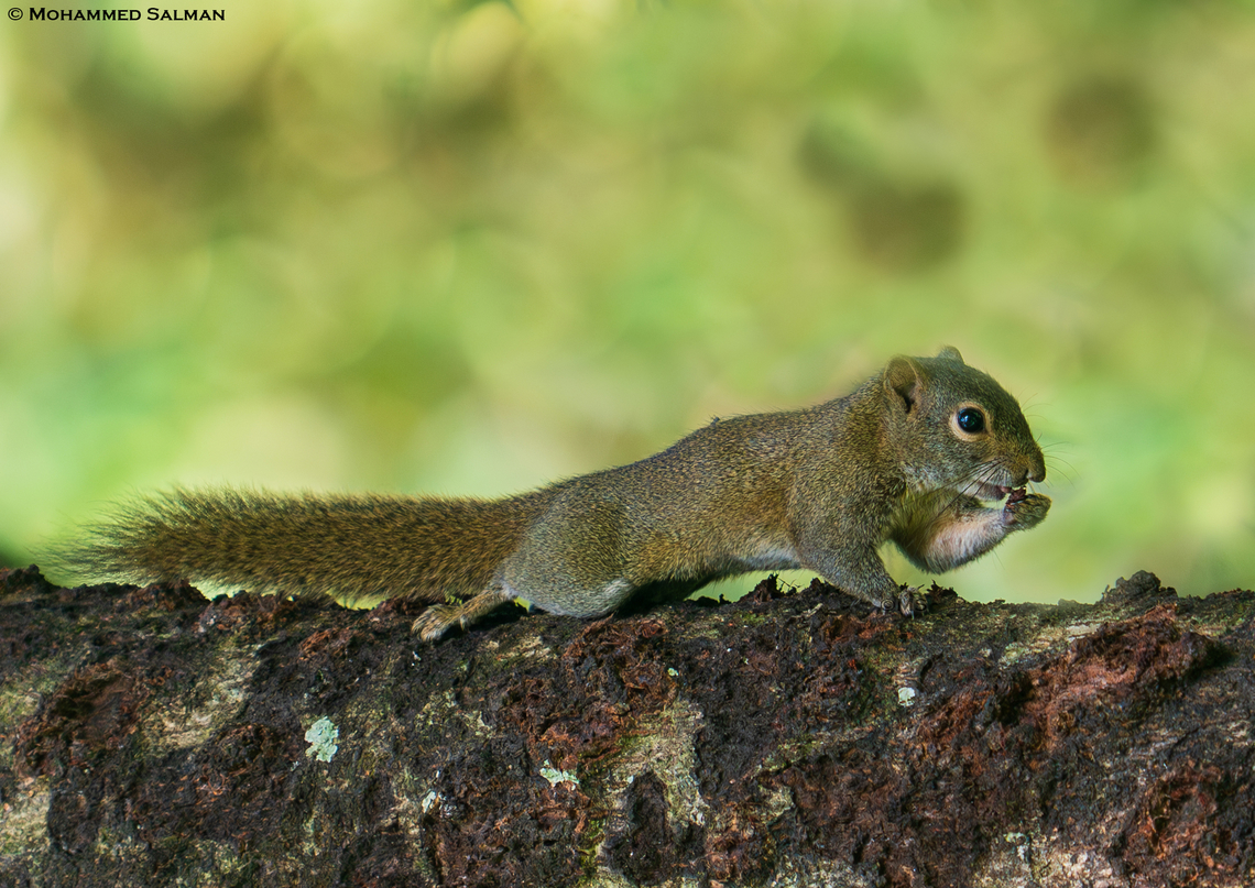 Hoary-bellied Himalayan squirrel || Royal Manas National Park, Bhutan || Oct 2023 Callosciurus pygerythrus,Irrawaddy squirrel