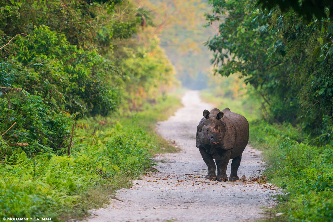 Indian rhinoceros || Manas, Bansbari (central) Range || Oct 2023 Indian rhinoceros,Rhinoceros unicornis