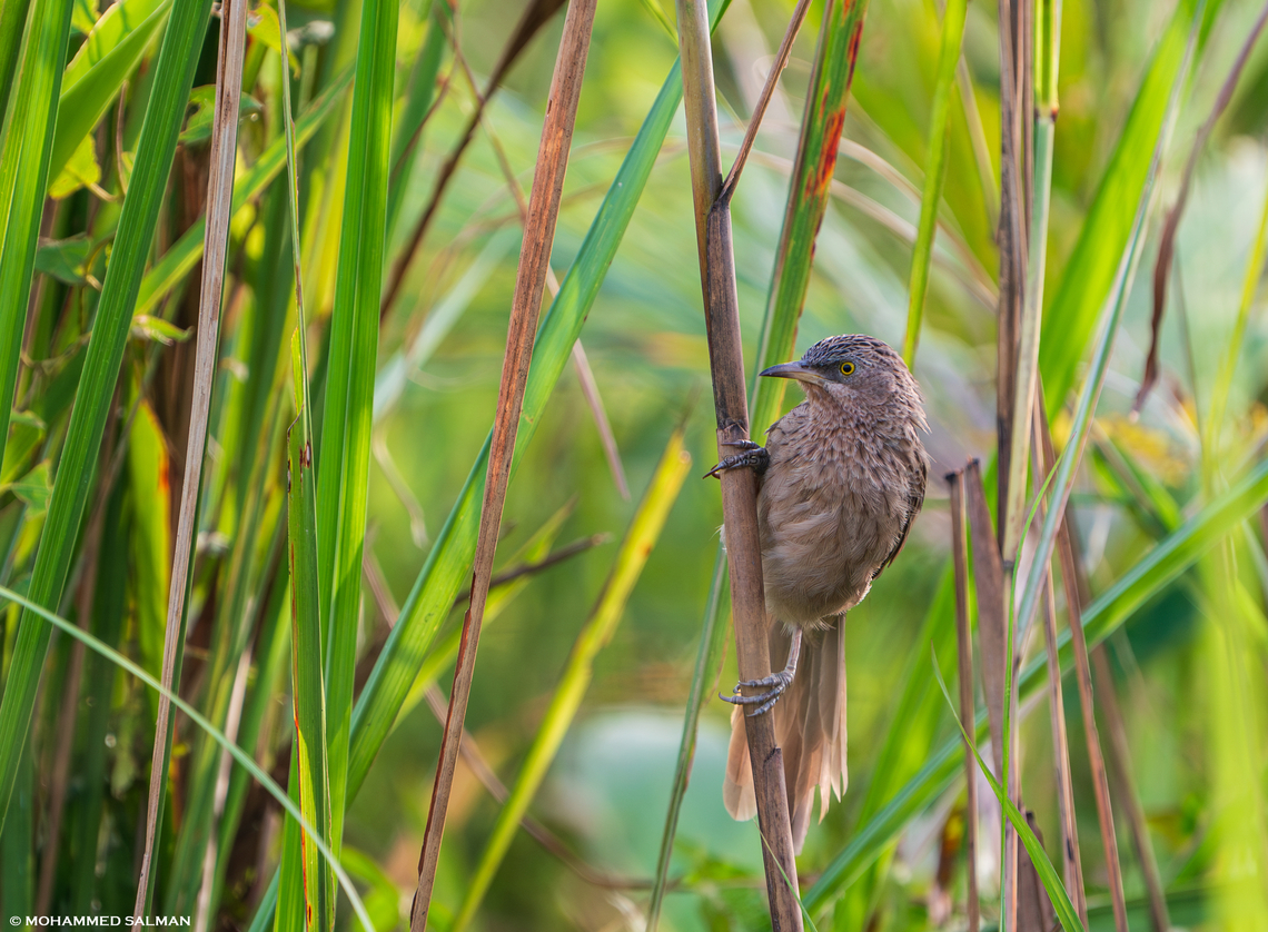Striated babbler || Manas, Bhuyanpara (Eastern) Range || Oct 2023<br />
 Argya earlei,Striated babbler