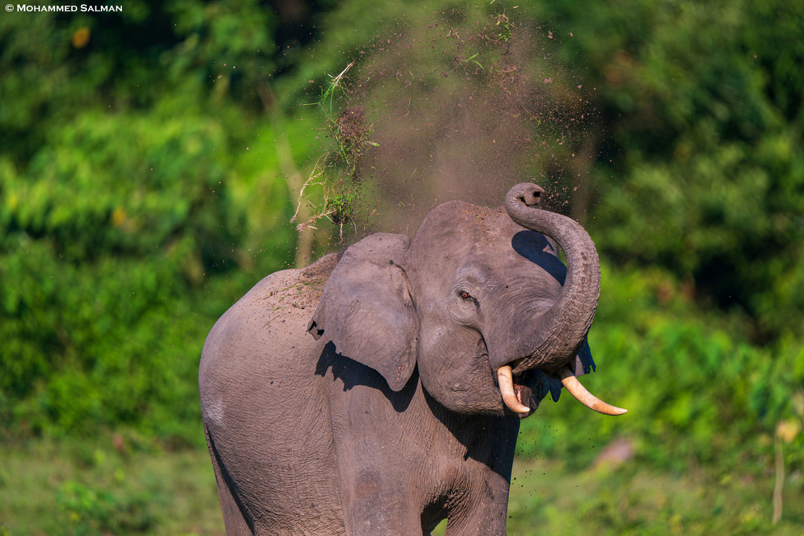 An angry elephant || Manas, Bansbari (central) Range || Oct 2023<br />
 Asian elephant,Elephas maximus