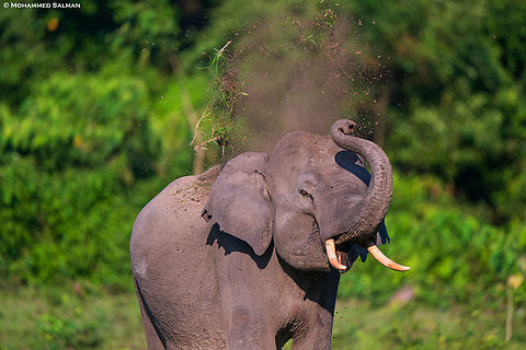 An angry elephant || Manas, Bansbari (central) Range || Oct 2023
 Asian elephant,Elephas maximus
