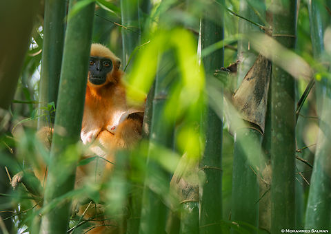 A female golden langur || Kakoijana Reserved Forest, Assam || Oct 2023 Gees golden langur,Trachypithecus geei