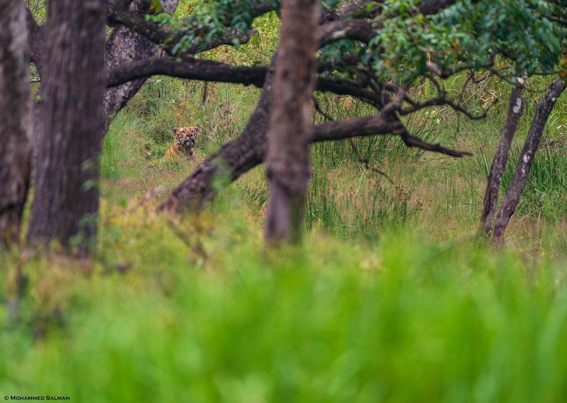 A tiger from the woods of Nagarhole || Oct 2023<br />
 Bengal tiger,Panthera tigris tigris