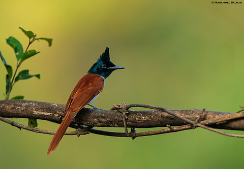 Asian paradise flycatcher || Bangalore || Oct 2023 Indian paradise flycatcher,Terpsiphone paradisi