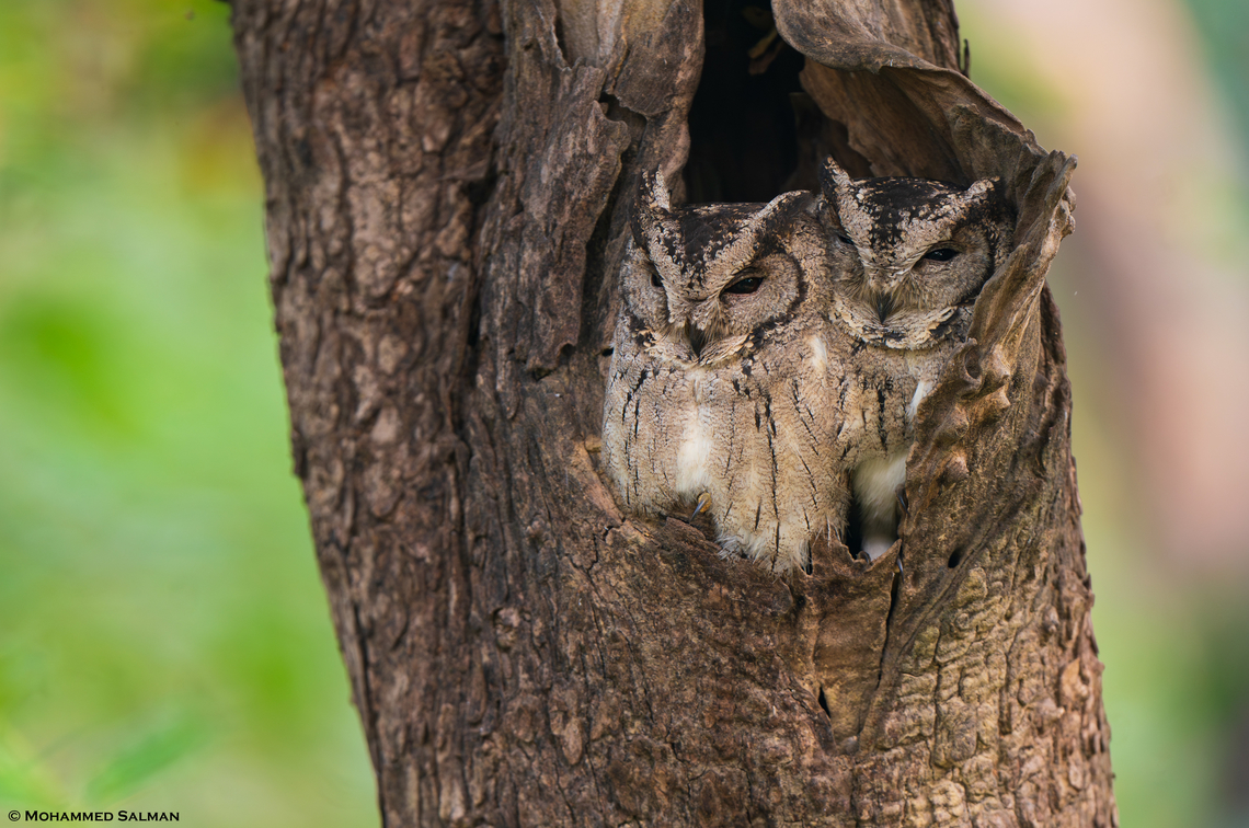 Indian scops owls || Umred Karhandla WLS || Nov 2023 Indian scops owl,Otus bakkamoena