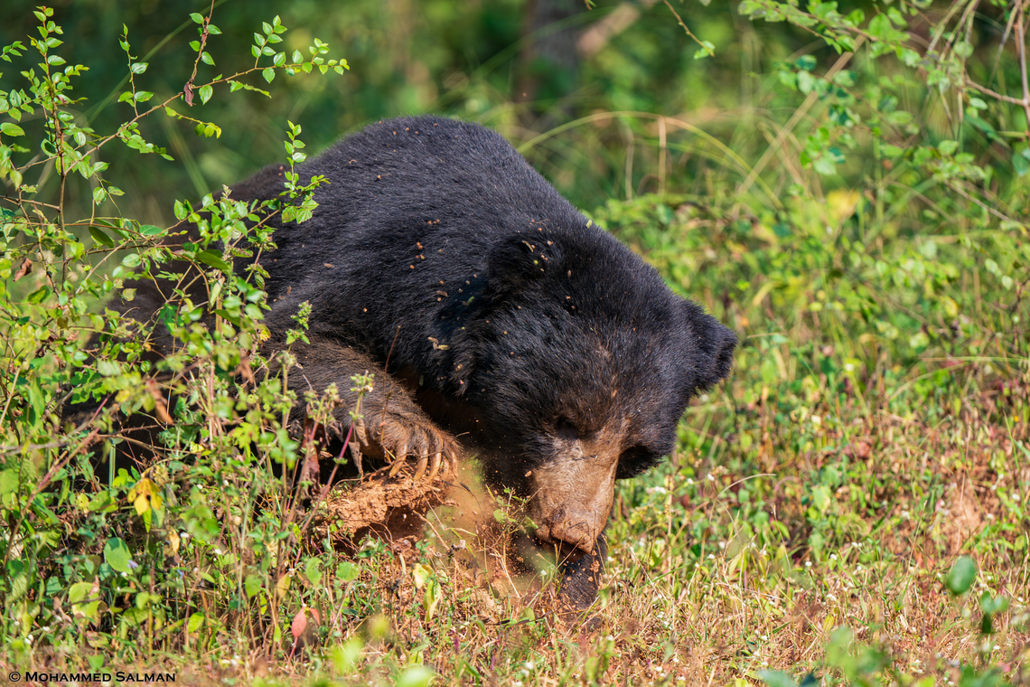 A sloth bear searching for termites || Nawegaon Nagzira Tiger Reserve || Nov 2023 Melursus ursinus,Sloth bear