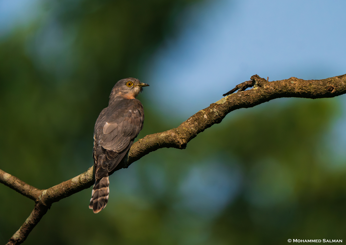 Common hawk-cuckoo || Nawegaon Nagzira Tiger Reserve || Nov 2023<br />
 Common hawk-cuckoo,Hierococcyx varius