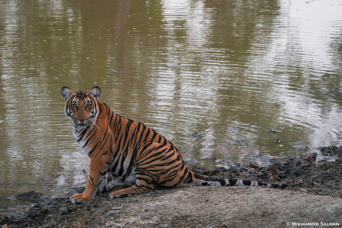 The majestic tiger || Kabini || Feb 2020<br />
 Bengal tiger,Panthera tigris tigris