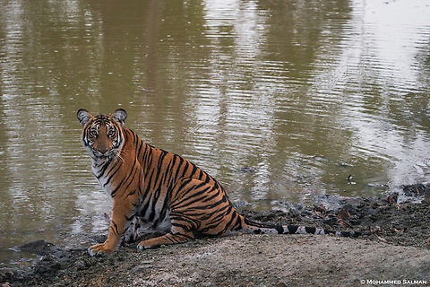 The majestic tiger || Kabini || Feb 2020
 Bengal tiger,Panthera tigris tigris