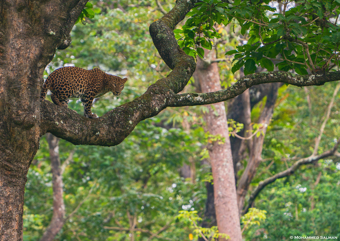 leopard of Kabini || Aug 2020<br />
 Leopard,Panthera pardus