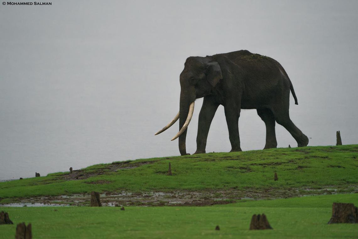 Tusker || Kabini || Jan 2022<br />
 Asian elephant,Elephas maximus