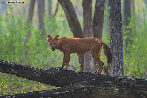 Indian wild dog || Kabini || March 2018
 Cuon alpinus,Dhole