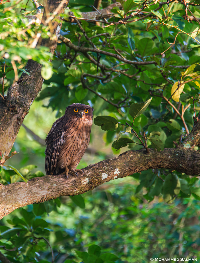 Brown fish owl || Kabini || Aug 2018<br />
 Brown fish owl,Bubo zeylonensis