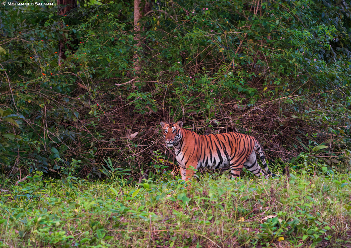 A sub-adult tiger || Kabini || Aug 2020<br />
 Bengal tiger,Panthera tigris tigris