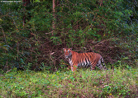 A sub-adult tiger || Kabini || Aug 2020
 Bengal tiger,Panthera tigris tigris
