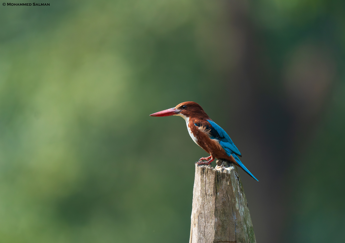 White-throated kingfisher || Pench, M.P || Nov 2022<br />
 Halcyon smyrnensis,White-throated kingfisher