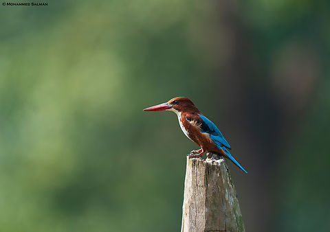 White-throated kingfisher || Pench, M.P || Nov 2022
 Halcyon smyrnensis,White-throated kingfisher