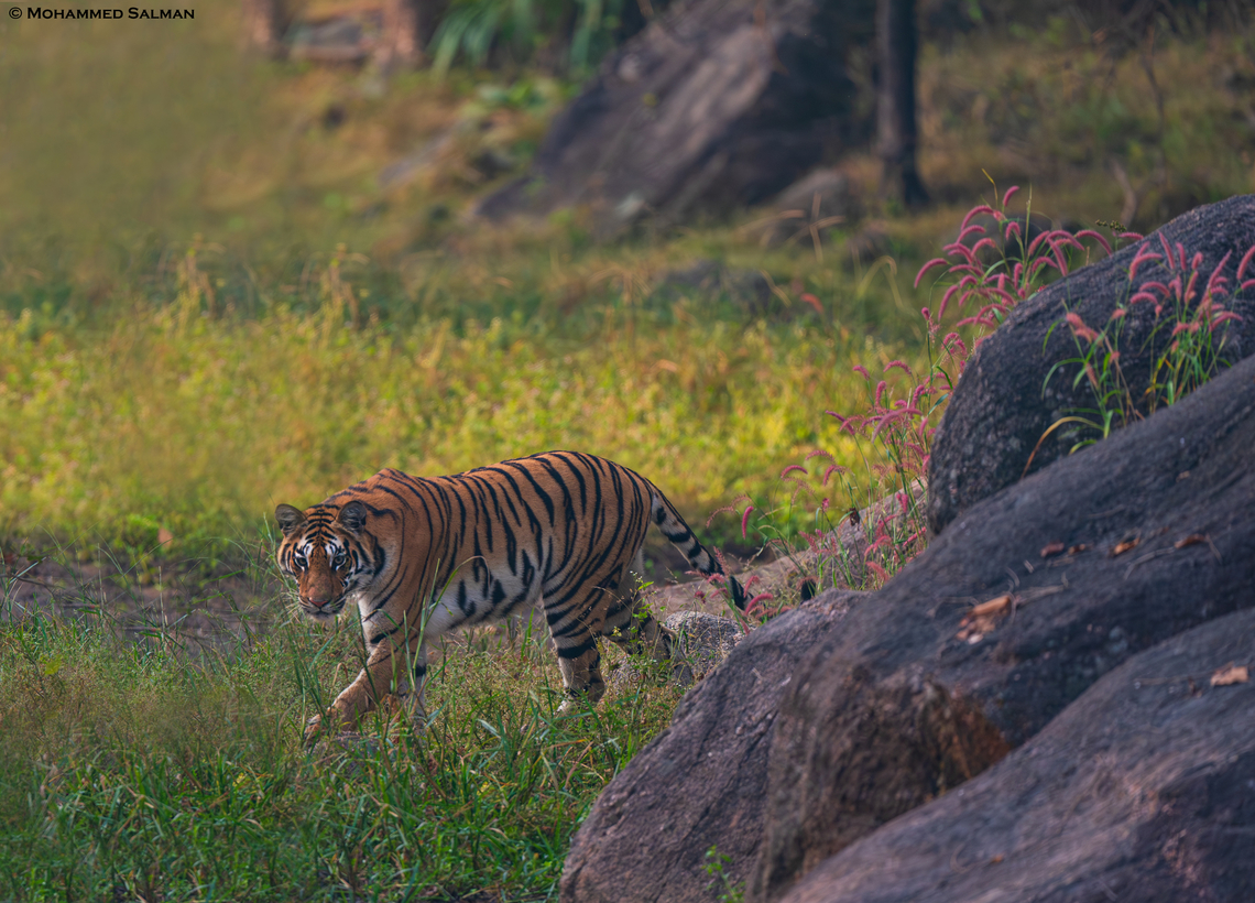 Tiger || Pench, M.P || Nov 2022<br />
 Bengal tiger,Panthera tigris tigris