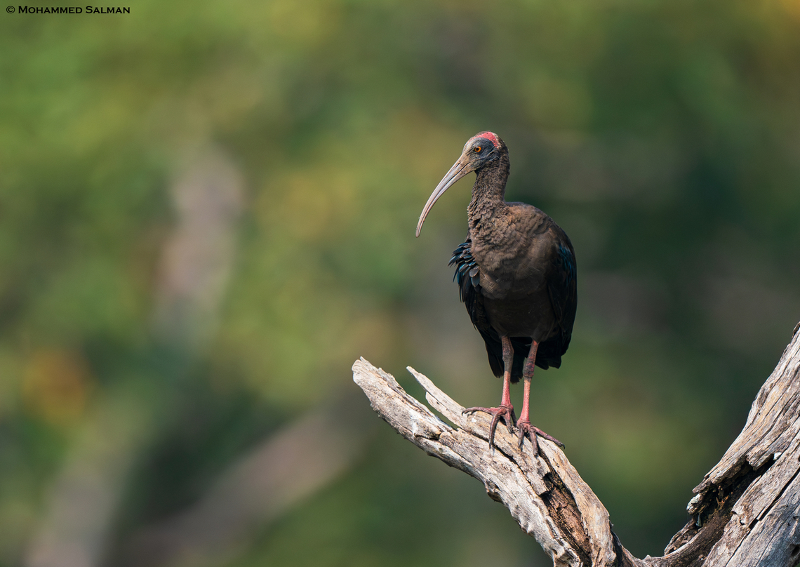 Red-naped ibis || Pench, M.P || Nov 2022<br />
 Pseudibis papillosa,Red-naped Ibis