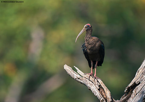 Red-naped ibis || Pench, M.P || Nov 2022
 Pseudibis papillosa,Red-naped Ibis
